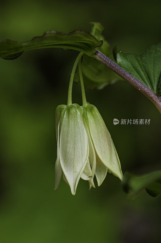 史密斯的仙铃或大花仙铃，smithii或Prosartes smithii，门多西诺植物园，门多西诺县，百合科。